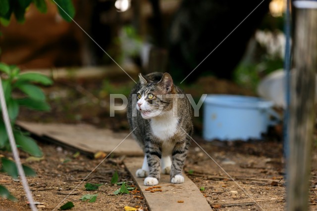 写真のタイトルが入ります