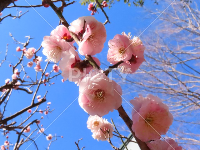ピンクの梅の季節