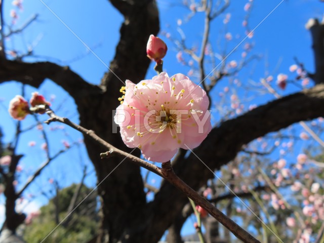 梅の咲く季節