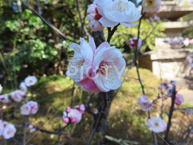 写真のタイトルが入ります
