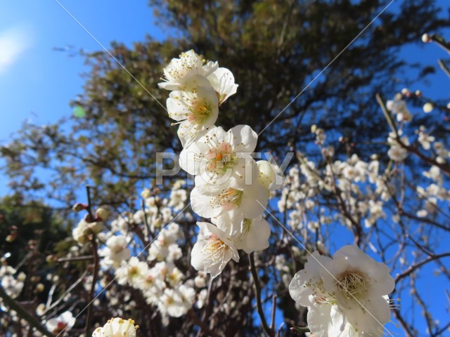 白い梅の花