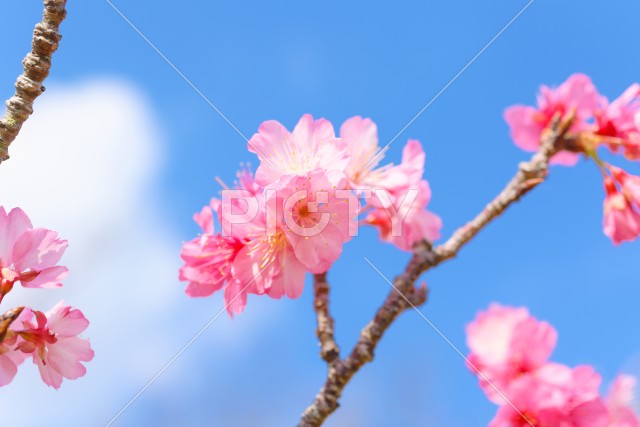 緋寒桜