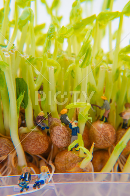 写真のタイトルが入ります