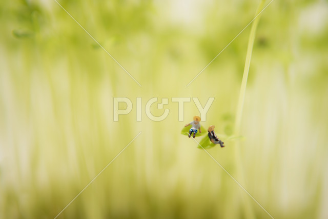 写真のタイトルが入ります
