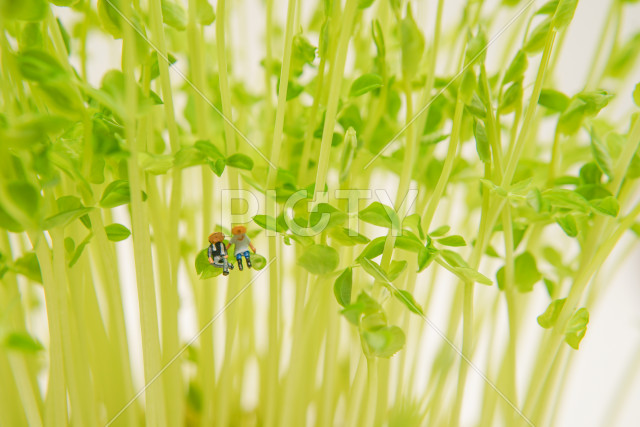 写真のタイトルが入ります