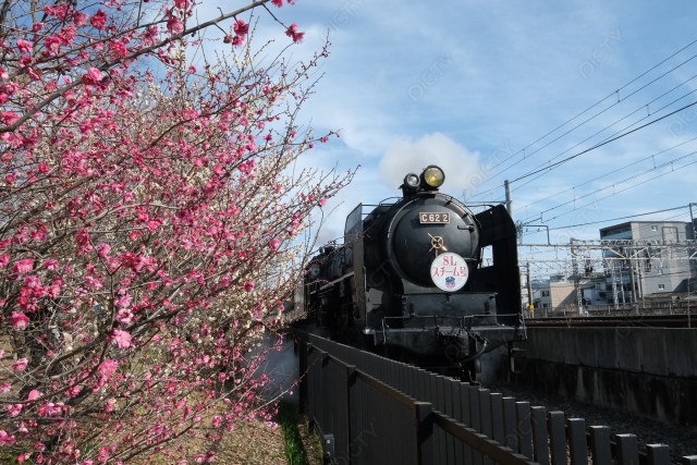 早春の梅小路公園