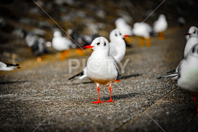 写真のタイトルが入ります