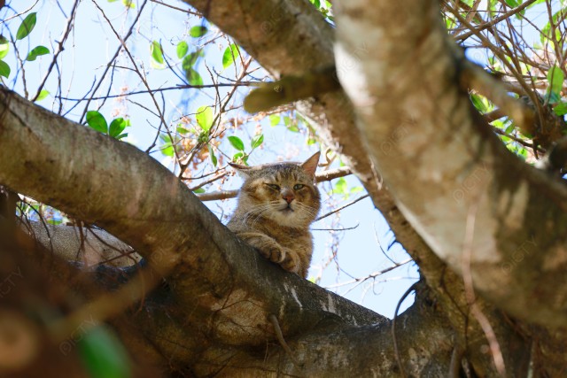 野良猫
