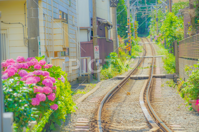 紫陽花と江ノ電の線路