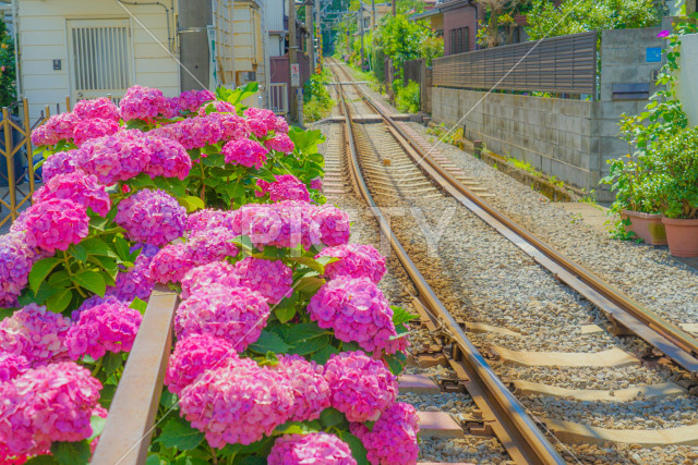写真のタイトルが入ります