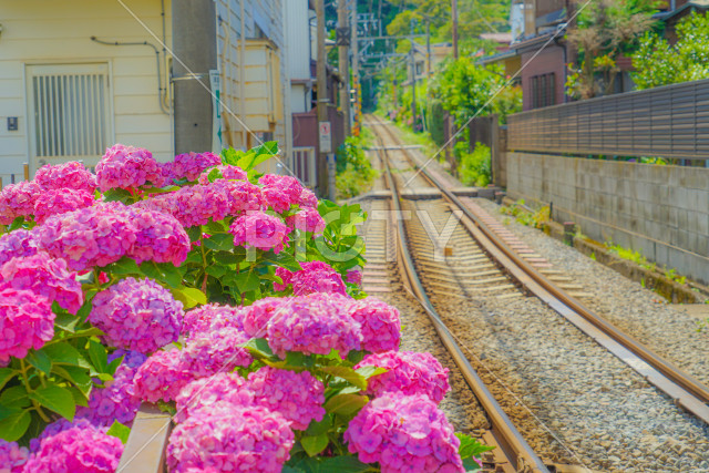 写真のタイトルが入ります