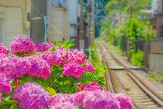 写真のタイトルが入ります