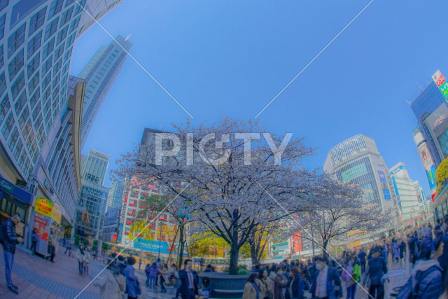 渋谷駅前の桜と青空