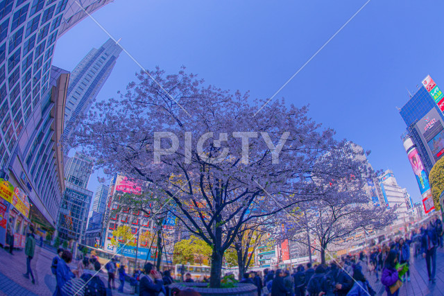 渋谷駅前の桜と青空