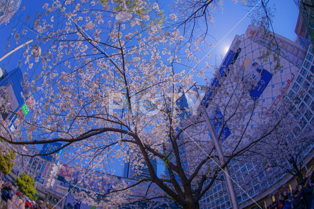 渋谷駅前の桜と青空