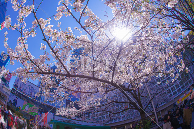 渋谷駅前の桜と青空