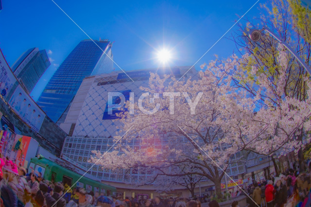 渋谷駅前の桜と青空
