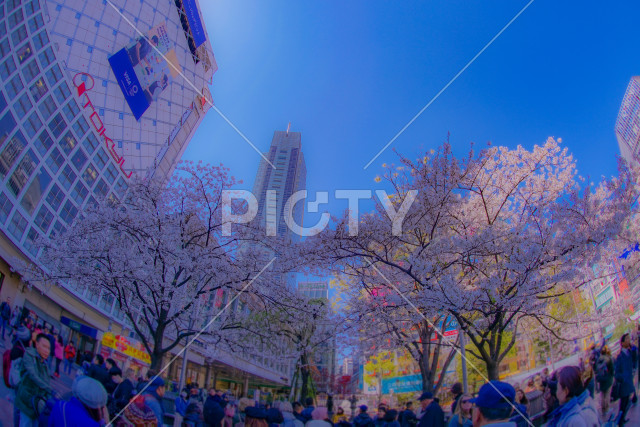 写真のタイトルが入ります