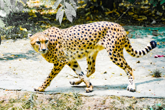 岩場に立つチーター（シンガポール動物園）