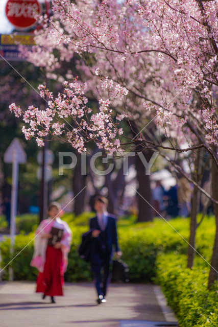 写真のタイトルが入ります