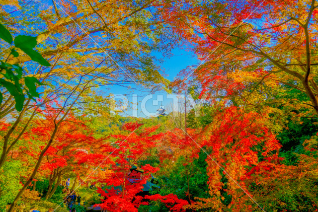 紅葉と五重塔のイメージ