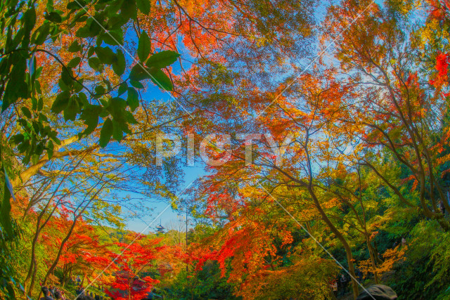 紅葉と五重塔のイメージ