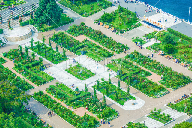 山下公園の新緑（横浜みなとみらい）