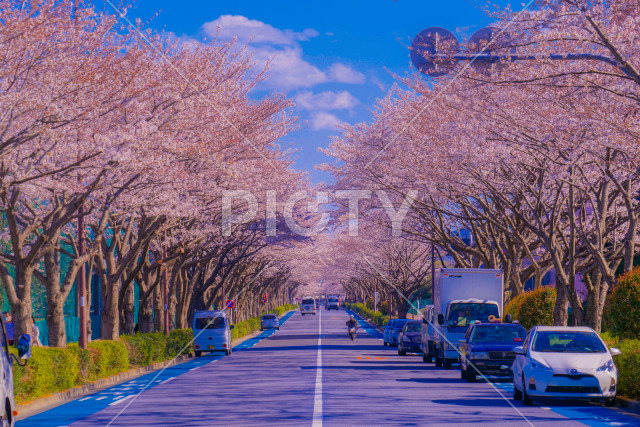 スタジアム通りの桜（東京調布市）