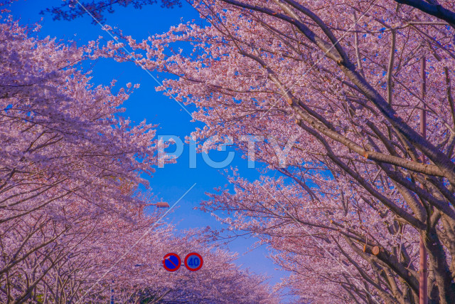 写真のタイトルが入ります