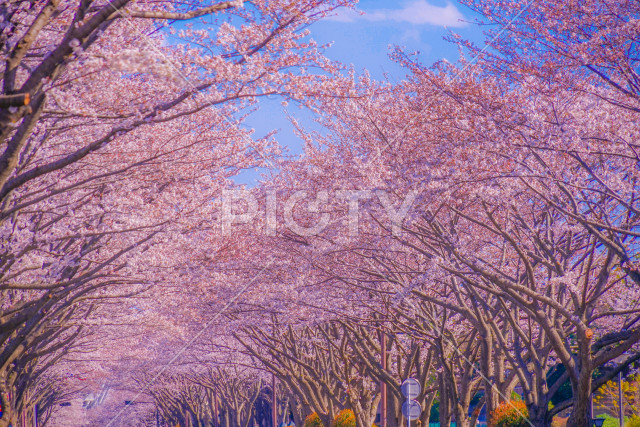 写真のタイトルが入ります