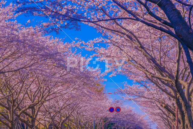 スタジアム通りの桜（東京調布市）