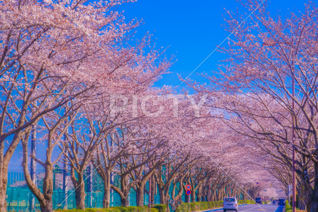 写真のタイトルが入ります