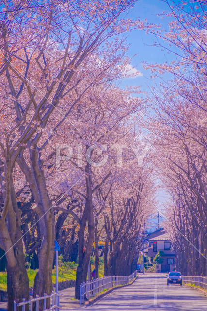 写真のタイトルが入ります