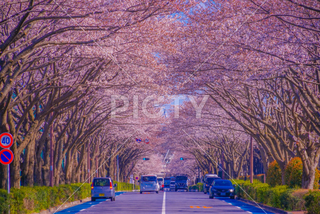 写真のタイトルが入ります