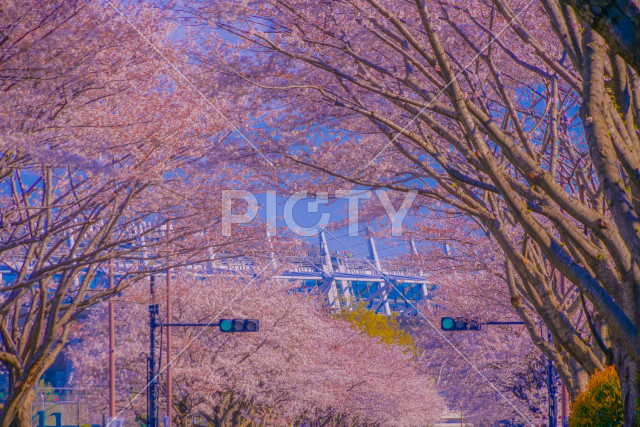 写真のタイトルが入ります