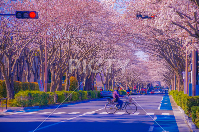 スタジアム通りの桜（東京調布市）