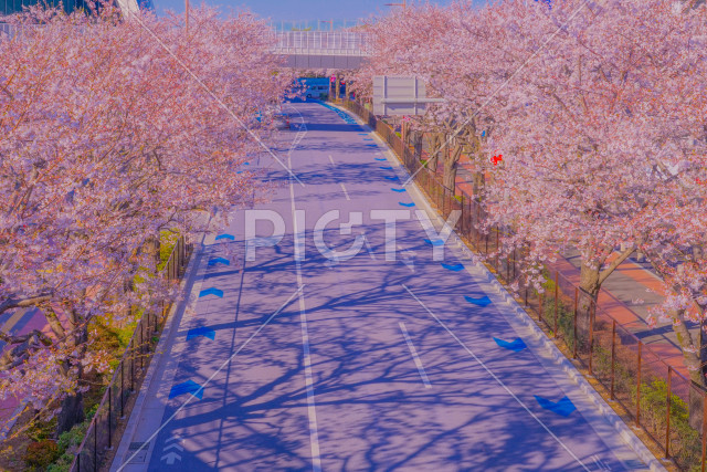 スタジアム通りの桜（東京調布市）
