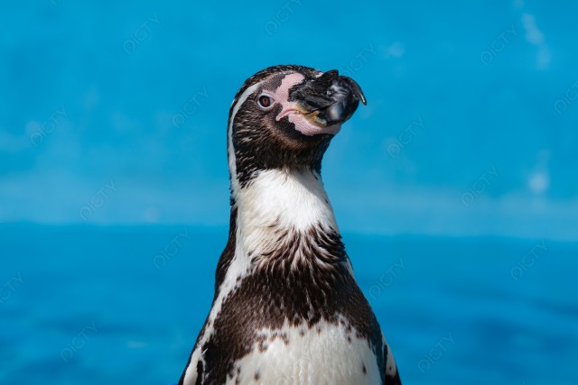 フンボルトペンギン6