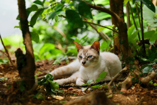 野良猫