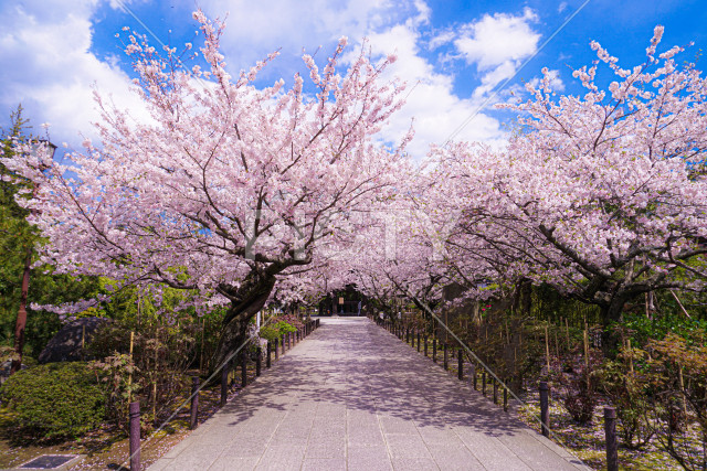 写真のタイトルが入ります