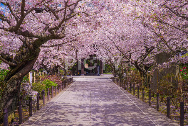 写真のタイトルが入ります
