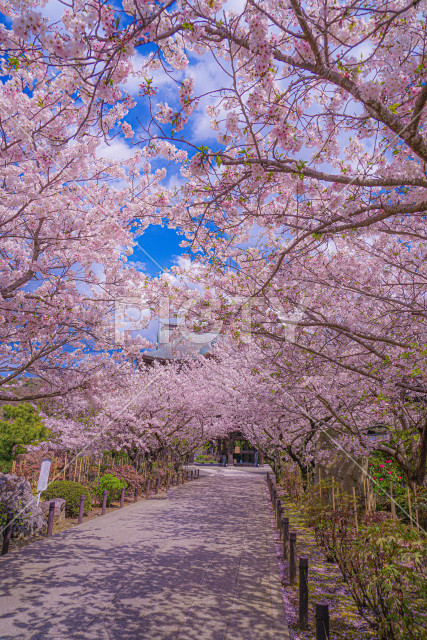 写真のタイトルが入ります
