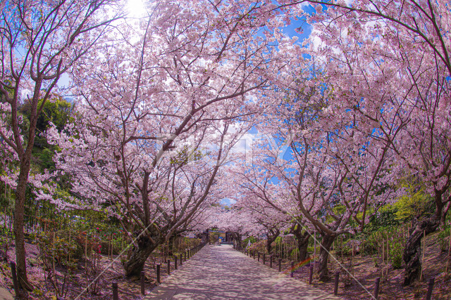 建長寺の満開の桜