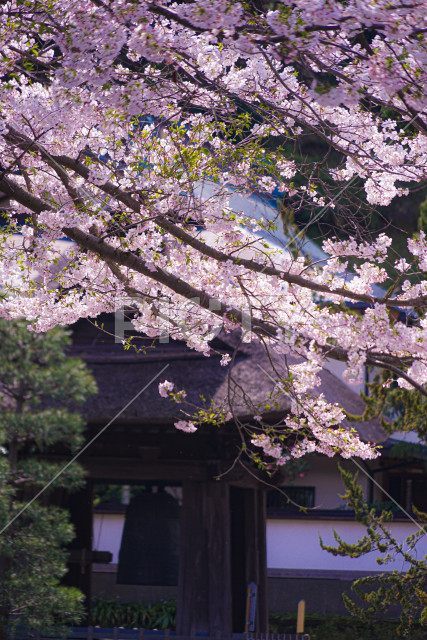 写真のタイトルが入ります