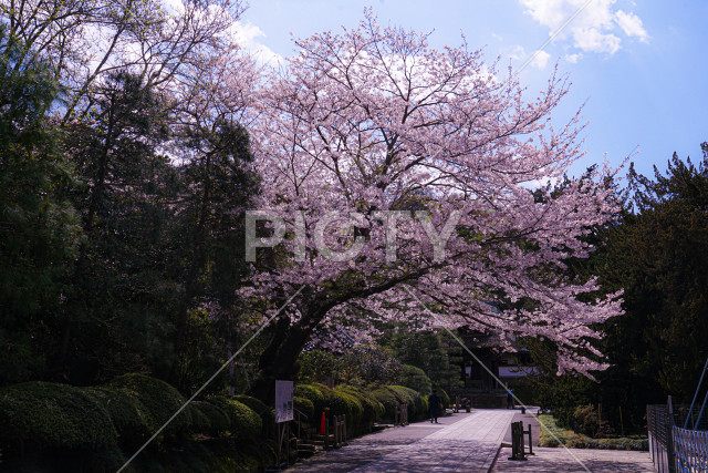写真のタイトルが入ります