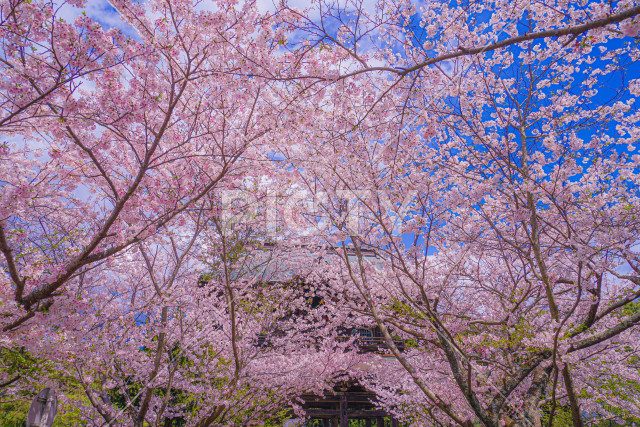 写真のタイトルが入ります