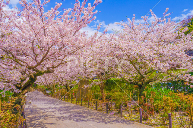 写真のタイトルが入ります
