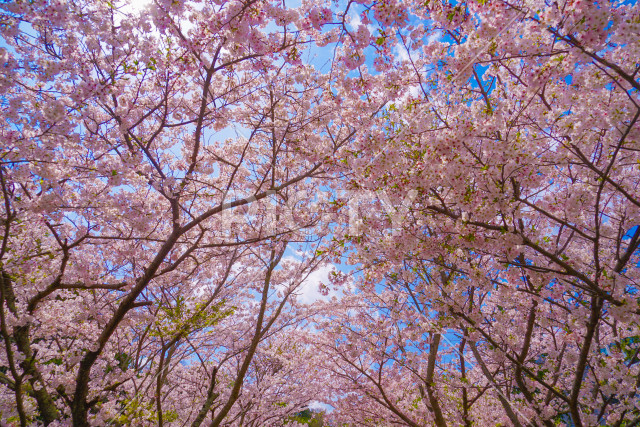 写真のタイトルが入ります
