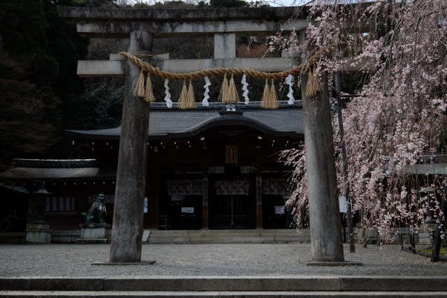 京都大石神社と枝垂れ桜