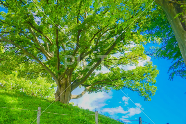 写真のタイトルが入ります